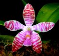 Phal. lueddemanniana 'Angel Orchids'